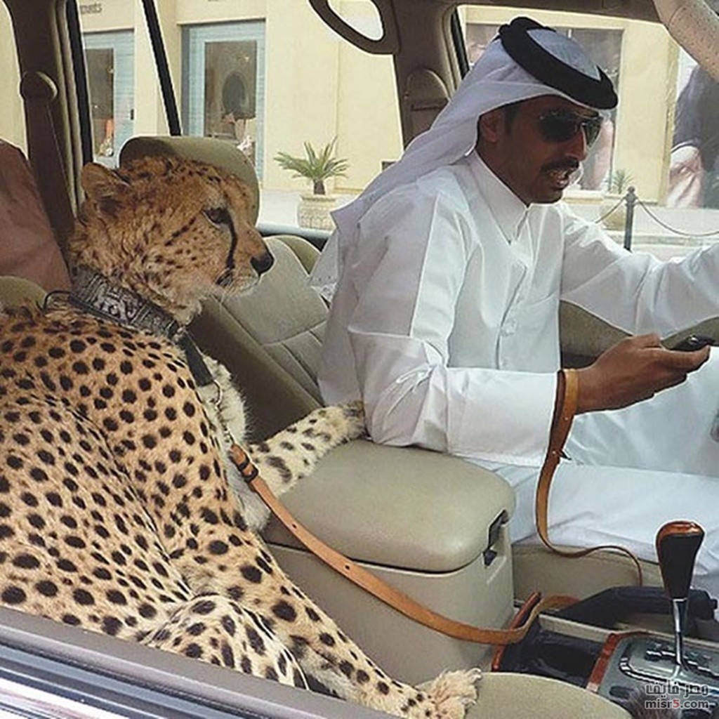 Đưa thú cưng đi dạo. Báo và sư tử là hai loại động vật được giới nhà giàu Dubai ưa thích nhất bởi chúng tượng trưng cho sự quyền quý, sức mạnh và giàu sang. (Ảnh: Alux).